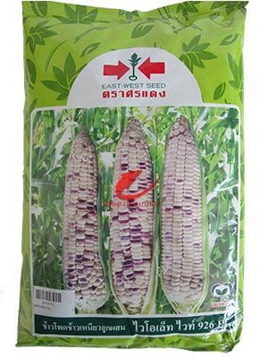 20160806141056corn violet white 926.jpg